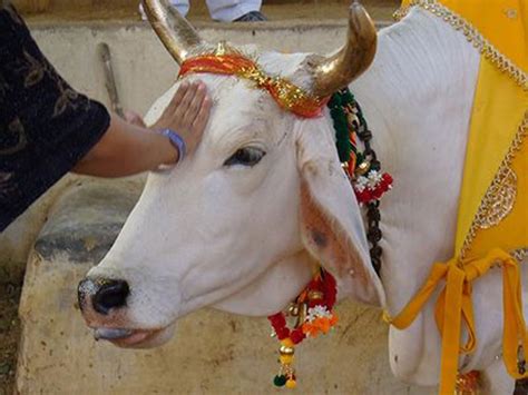 La India : La vaca sagrada de la India