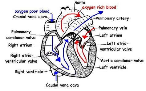 Heart Worksheet Answers - WikiEducator