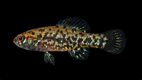 Pygmy Sunfish (Family Elassomatidae) Diversity in North Carolina ...