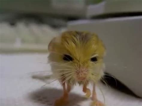 The Pygmy Jerboa