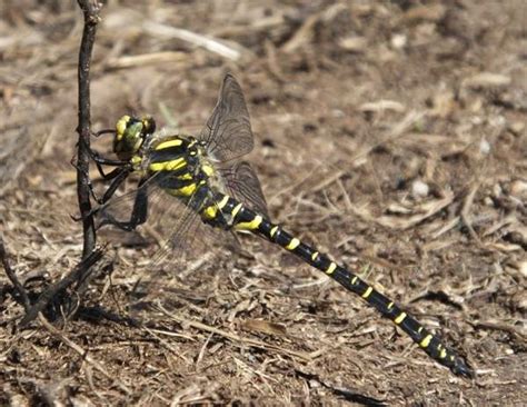 Cordulegaster boltonii, Golden-ringed Dragonfly, identification guide