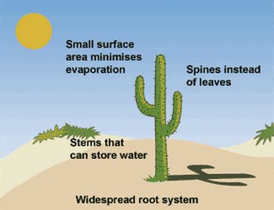 Cacti - The Most Amazing AdaptationsBy: Iqbal Wehliye & Navdeep Dhaliwal