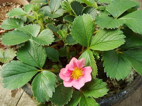 Potted Strawberry plant with pink flowers HD wallpaper | Wallpaper Flare