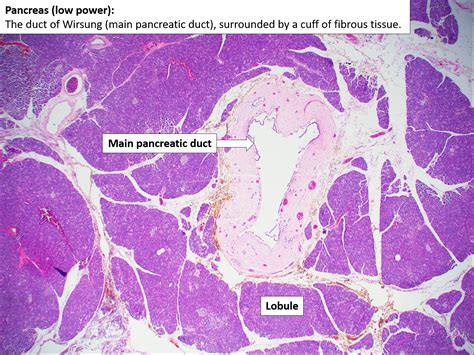 Pancreas – Normal Histology – NUS Pathweb :: NUS Pathweb