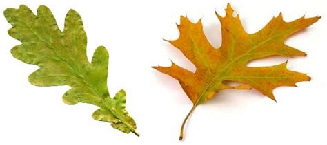 36 Oak Tree Leaves: Identification Guide (With Pictures)