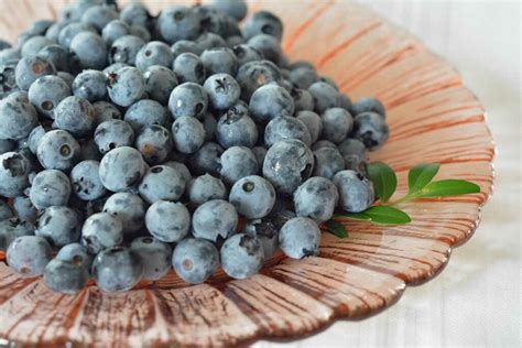 The Benefits Of Bilberry Supplements