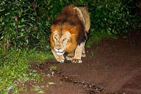 The Many Animals You Can See in Ethiopia