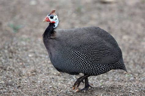 Guinea Fowl: Everything You Need To Know About These Unique Birds ...