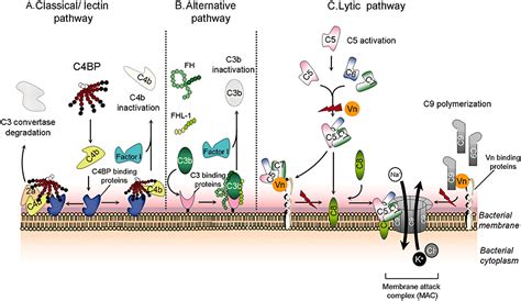 Vitronectin in bacterial pathogenesis: a host protein used in ...