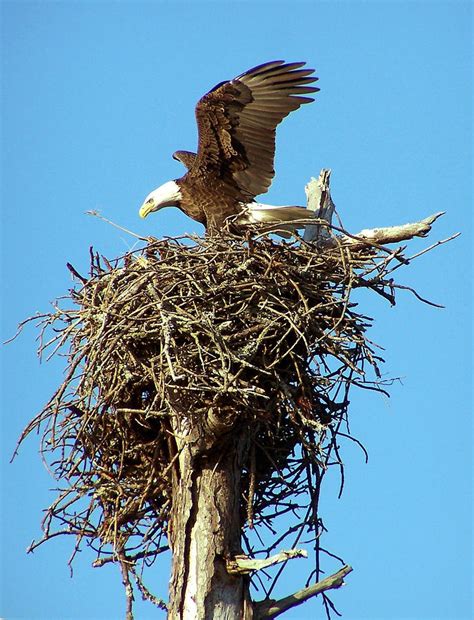 Bald Eagle Landing On Nest Photograph by Terry Adamick - Pixels