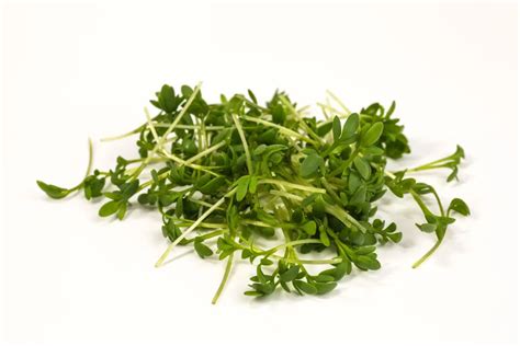 Garden Cress: Benefits, Dosage, Side Effects, Drug Interactions, and ...