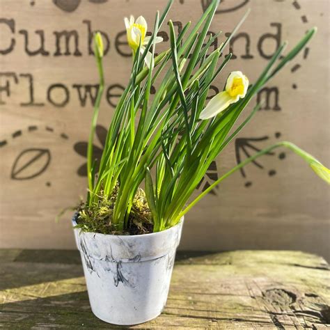 Miniature Daffodil Pots Now Available — Cumberland Flower Farm