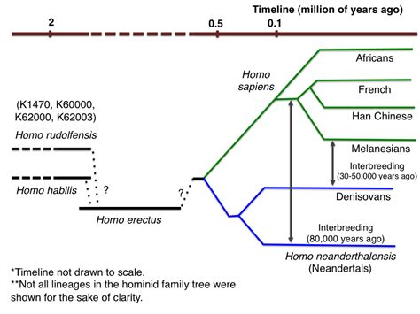 The Dawn of Homo Sapiens: Our Family Tree Grows Messier Still - Science ...