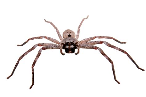 File:Huntsman spider white bg03.jpg - Wikipedia