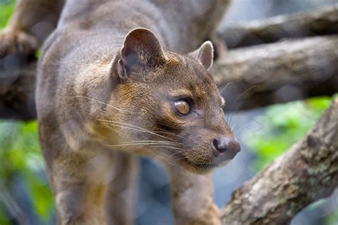 Fossa - Zoo Atlanta