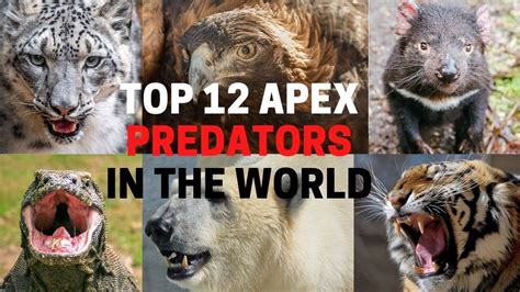 12 Apex Predators In The World - The World’s Top Predators - YouTube