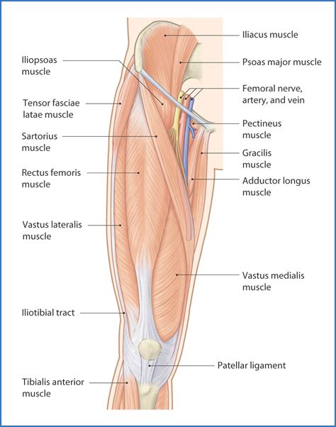 Anatomy Of Human Thigh Muscles, Anterior View Thigh Muscles, Human ...