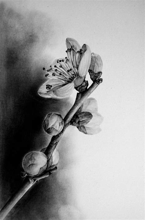 Realistic Flower Drawing