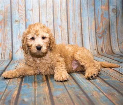 Toy Labradoodles Ontario – Wow Blog