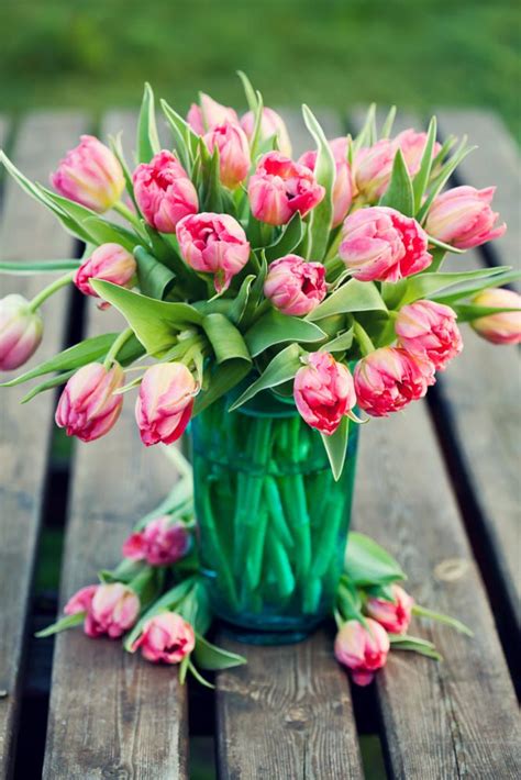 Pink tulips by Natalia Van Doninck | Fiori annuali, Tulipani, Fiori