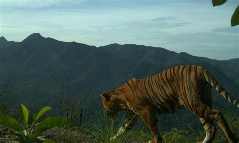 Sumatran tiger caught on camera | Stories | WWF