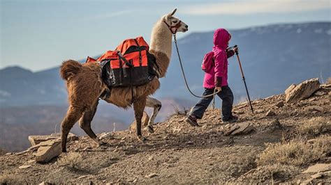 Guided Llama Treks | Hiking with Llamas | Wildland Trekking