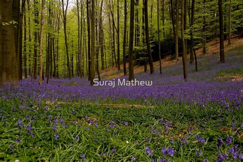 "Bluebells in bloom, Halle, Belgium" by Suraj Mathew | Redbubble