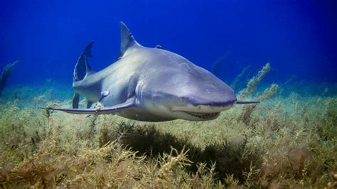 Why shark conservation is important - Shark Research Unit - Blue Wilderness