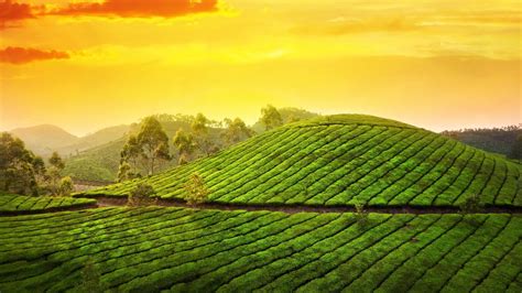 This time to Munnar - Keralam, Kerala Tourism, Kerala