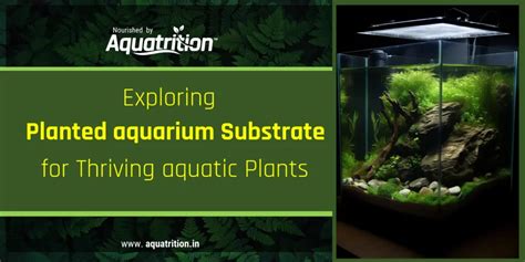 Understanding Planted Aquarium Substrate | Aquatrition