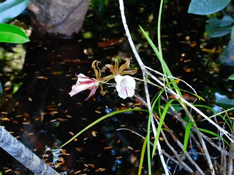 Rio Negro, Brazil - Orchid Conservation Alliance