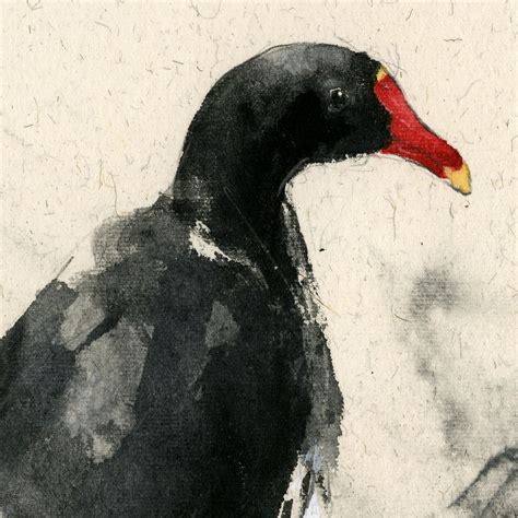 20230216 Common Moorhen – Ch'ng Kiah Kiean