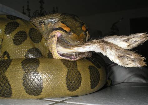 Green Anaconda Eating – Reptile Fact