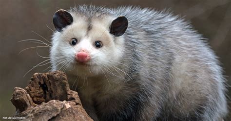 Opossum Set Ablaze as Corrections Staffer Jeers in Tennessee