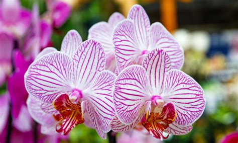 Orchid Types List