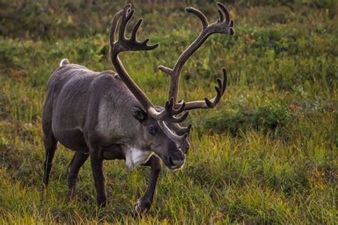 Caribou | Just a caribou (non-domesticated reindeer). | Andrew Russell ...