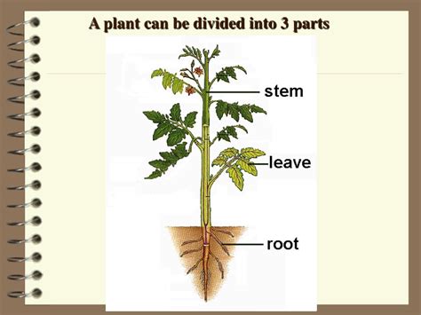 PPT - Classification of Plants PowerPoint Presentation, free download ...