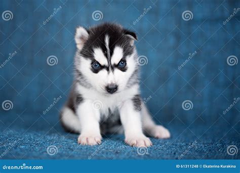 A Beautiful Husky Puppy with Pretty Blue Eyes Stock Photo - Image of ...