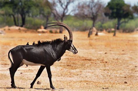 Trophy Hunting the Sable Antelope in South Africa - ASH Adventures