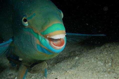 Parrotfish poop for healthy reefs!