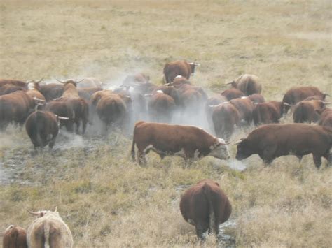 Feral Catlle, Umnak Island, Aleutian Islands.The product is certified ...