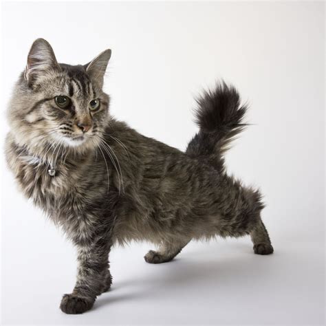 10 Unique Bobtail Cat Breeds