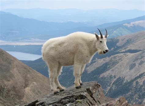 Yellowstone Wildlife Spotlight: Mountain Goat | Yellowstone Bear World