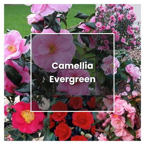 How to Grow Camellia Evergreen - Plant Care & Tips | NorwichGardener