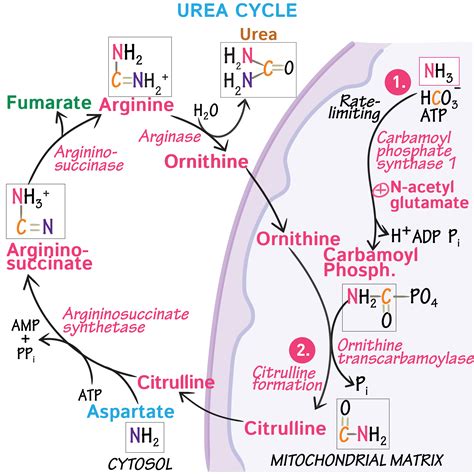 Biochemistry Glossary: Urea Cycle | Draw It to Know It