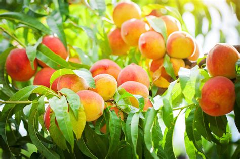 Fruit Trees - Fruit Trees for Redding - Wyntour Gardens