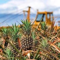 Maui Pineapple Tour | Pineapple Plantation Tours in Maui, HI