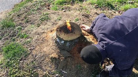 How to Easily Remove a Tree Stump | Tree Removal Experts