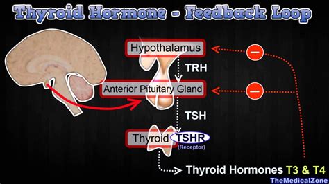 Thyroid Negative Feedback Loop Diagram