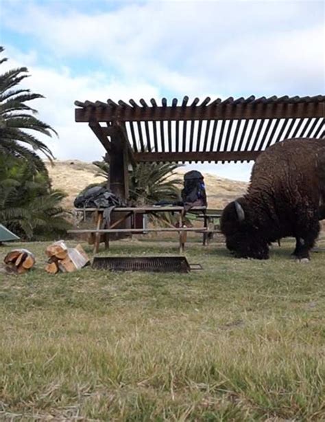 Catalina Island Wildlife | Bison & Eagles